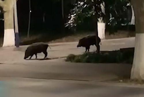 武汉爬楼梯爆料视频大全,揭秘城市生活百态  第2张 武汉爬楼梯爆料视频大全,揭秘城市生活百态  第2张