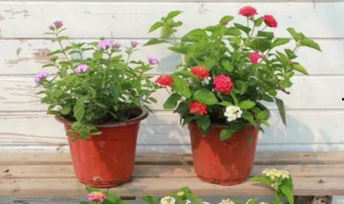 玛雅五哥爆料视频大全最新,揭秘热点事件背后的真相  第3张 玛雅五哥爆料视频大全最新,揭秘热点事件背后的真相  第3张