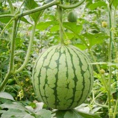 湖州吃瓜最新事件爆料,揭秘最新事件幕后真相  第2张 湖州吃瓜最新事件爆料,揭秘最新事件幕后真相  第2张